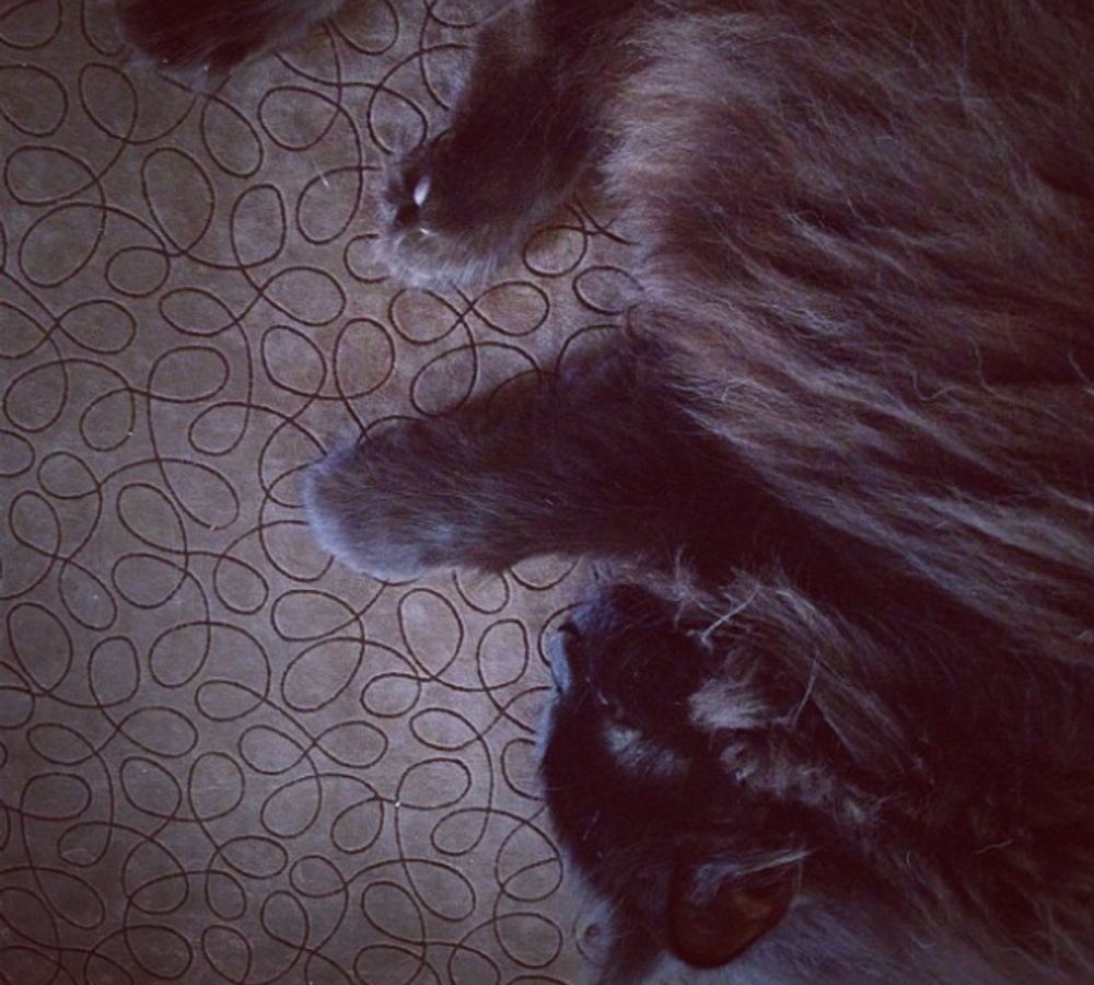 Cat looking into the camera